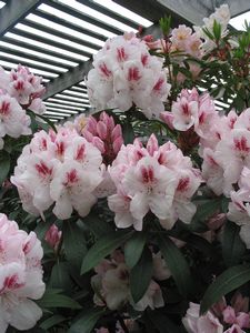 Rhodo Mrs Lionel de Rothschild